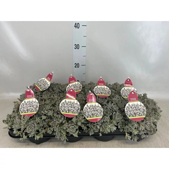 Orostachys furusei - mongol kövirózsa - CS12