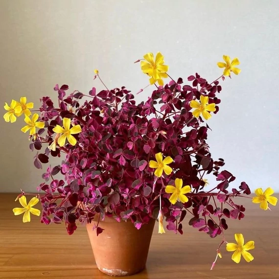 Oxalis 'Crazy Pink' - madársóska - CS12