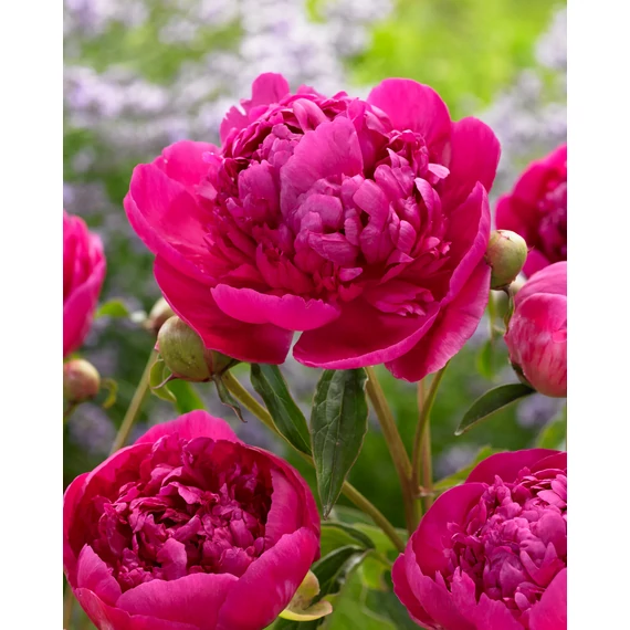 Paeonia lactiflora 'Felix Crousse' - pünkösdirózsa, bazsarózsa - CS11