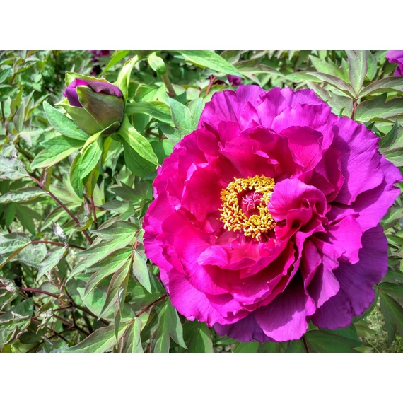 Paeonia suffruticosa 'Dark Pink' - fás bazsarózsa - CS15