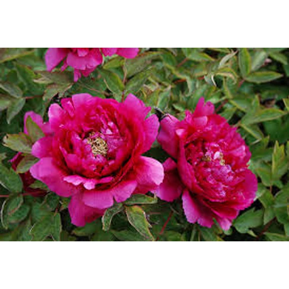 Paeonia suffruticosa 'Dark Pink' - fás bazsarózsa - CS15