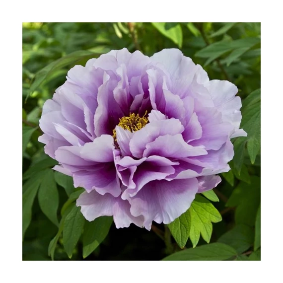 Paeonia suffruticosa 'Lavander' - fás bazsarózsa - CS15