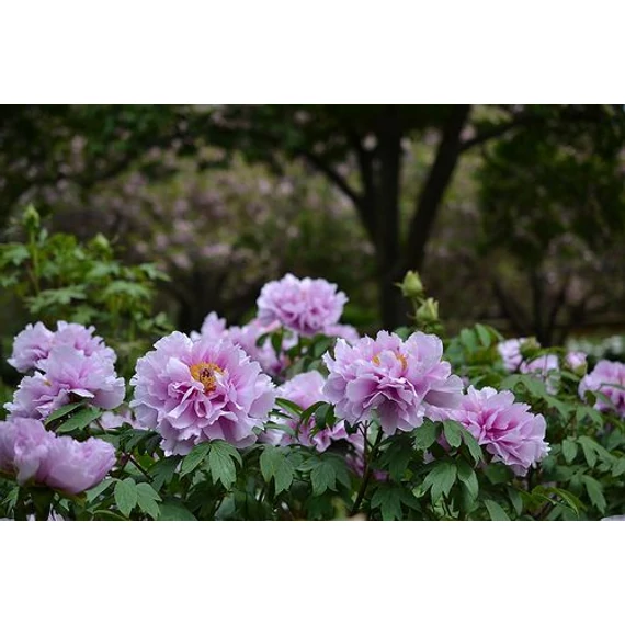 Paeonia suffruticosa 'Lavander' - fás bazsarózsa - CS15