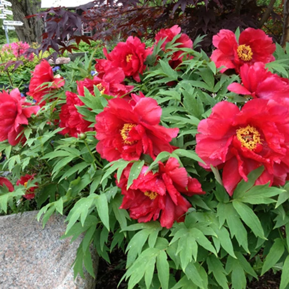 Paeonia suffruticosa 'Red' - fás bazsarózsa - CS15