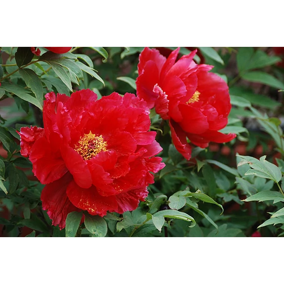 Paeonia suffruticosa 'Red' - fás bazsarózsa - CS15