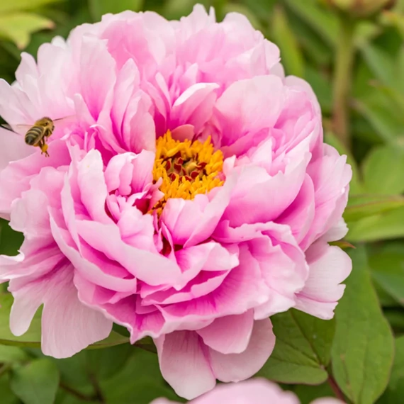 Paeonia suffruticosa 'Soft Pink' - fás bazsarózsa - CS15