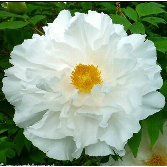 Paeonia suffruticosa 'White' - fás bazsarózsa - CS15