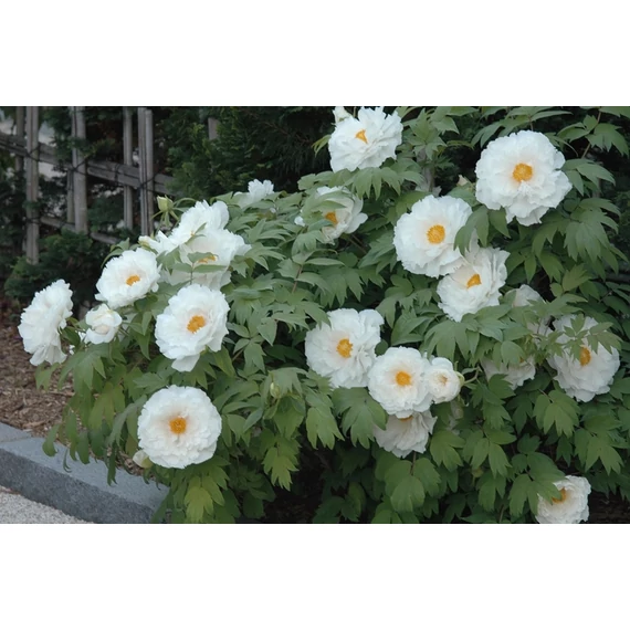 Paeonia suffruticosa 'White' - fás bazsarózsa - CS15
