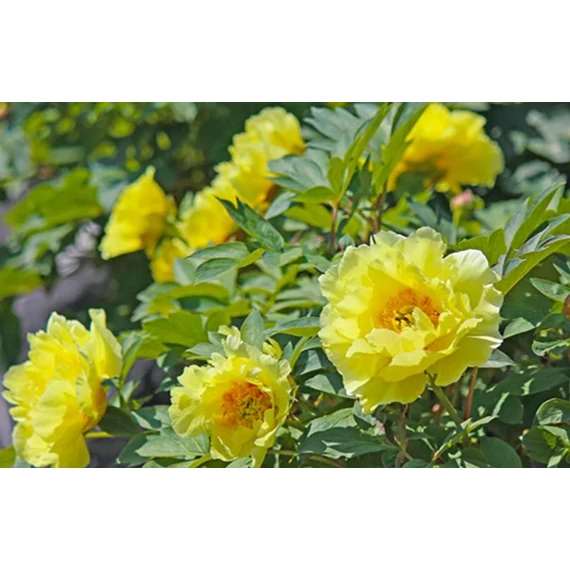 Paeonia suffruticosa 'Yellow' - fás bazsarózsa - CS15