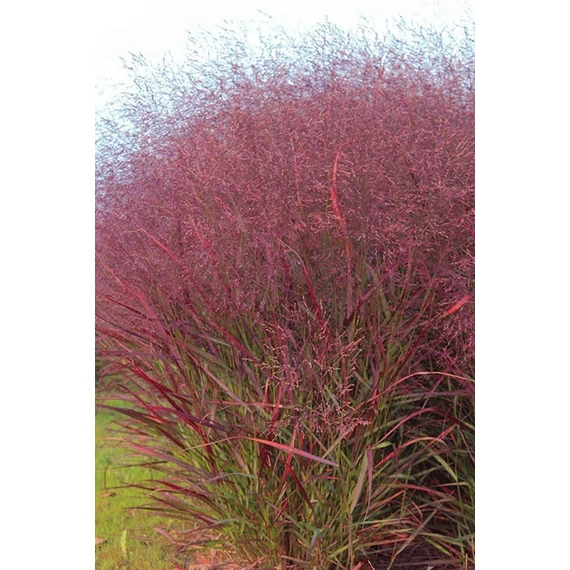 Panicum virgatum 'Squaw' - vesszős köles - CS13