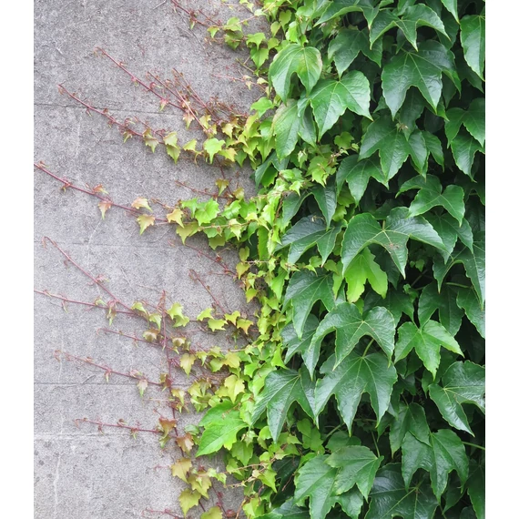 Parthenocissus tricuspidata 'Veitch Boskoop'  - vadszőlő - CS15