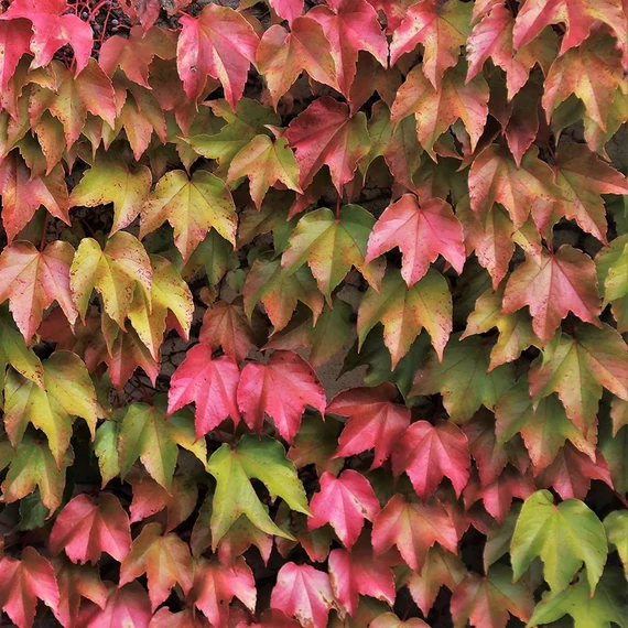 Parthenocissus tricuspidata 'Veitch Boskoop'  - vadszőlő - CS15