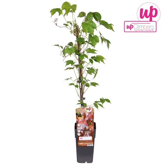 Parthenocissus tricuspidata 'Veitch Boskoop'  - vadszőlő - CS15