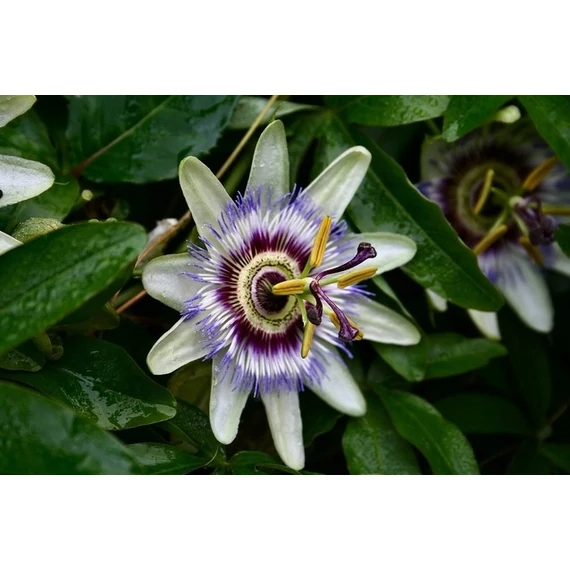 Passiflora caerulea - golgotavirág - CS14