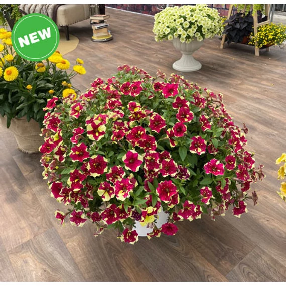 Petunia hybrida 'Spotty Red' - petúnia - CS12