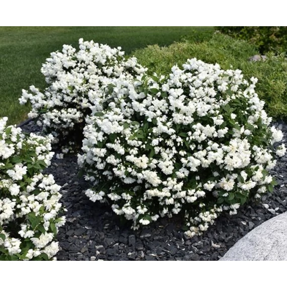 Philadelphus 'Snowbelle' - jezsámen - CS15