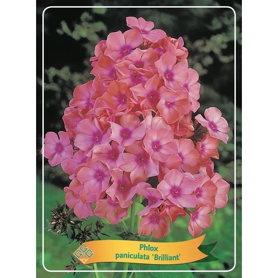 Phlox paniculata 'Brillant' – bugás lángvirág - CS12