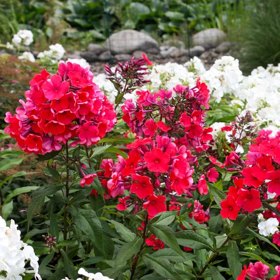 Phlox paniculata 'Starfire' – bugás lángvirág - CS11