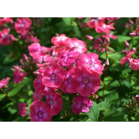 Phlox paniculata 'Lizzy' – bugás lángvirág - CS12