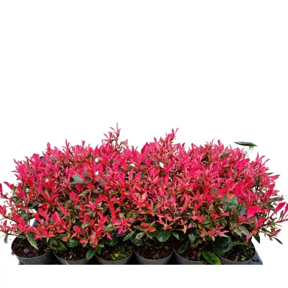 Photinia fraseri 'Little Fenna' - korallberkenye - CS9