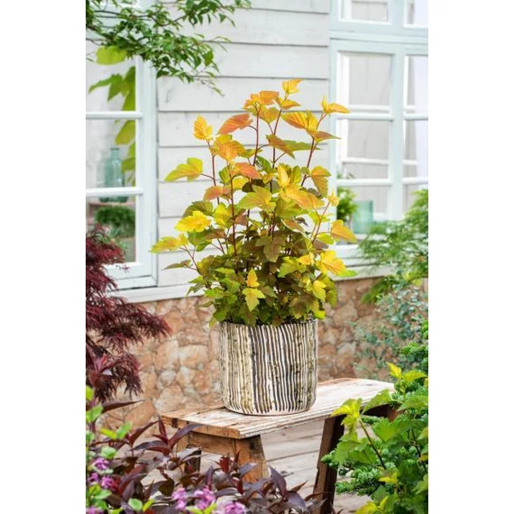 Physocarpus opulifolius 'Magic Ball' - bangitalevelű hólyagvessző - CS9