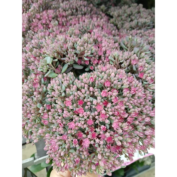 Sedum cauticola 'Lidakense' – japán varjúháj - CS12