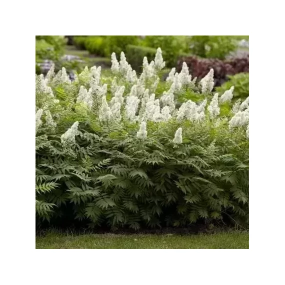 Sorbaria sorbifolia 'Sem' - tollas gyöngyvessző - CS23