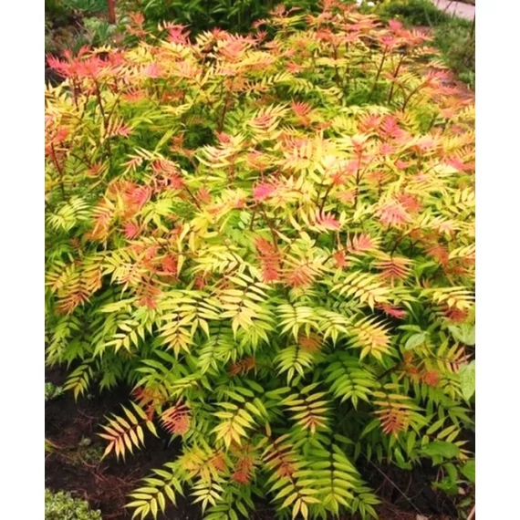 Sorbaria sorbifolia 'Sem' - tollas gyöngyvessző - CS23