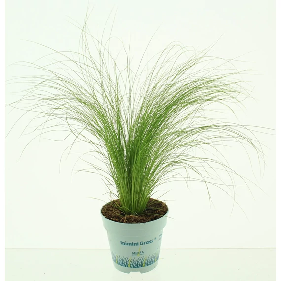 Stipa tenuifolia 'Ponytails' - árvalányhaj - CS10,5