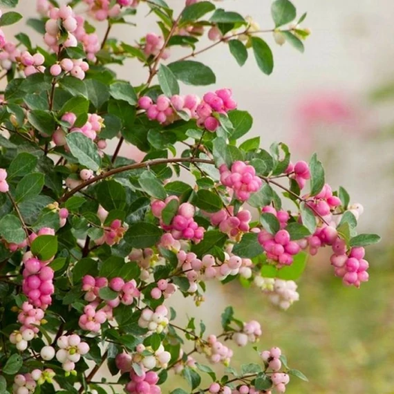Symphoricarpos doorenbosii 'Magical Sweet' - hóbogyó - CS17