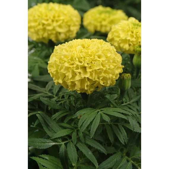 Tagetes erecta 'Antigua Yellow' - nagyvirágú bársonyvirág, büdöske - CS9