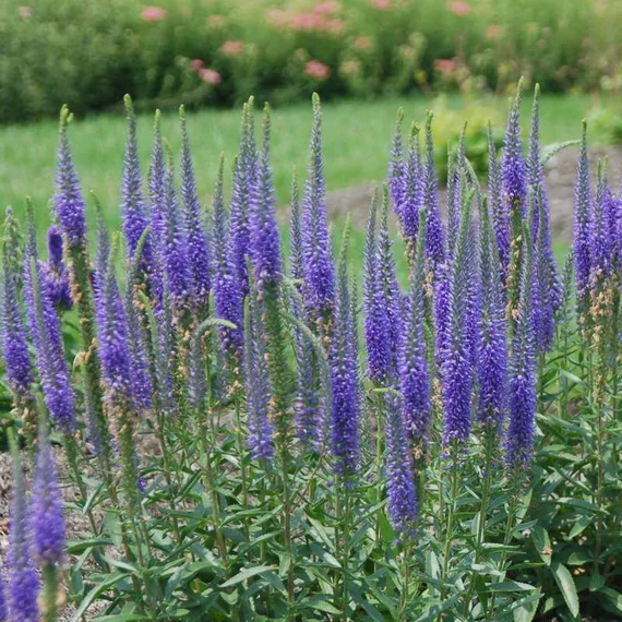 Veronica spicata 'Royal Candles' - macskafarkú veronika - CS11