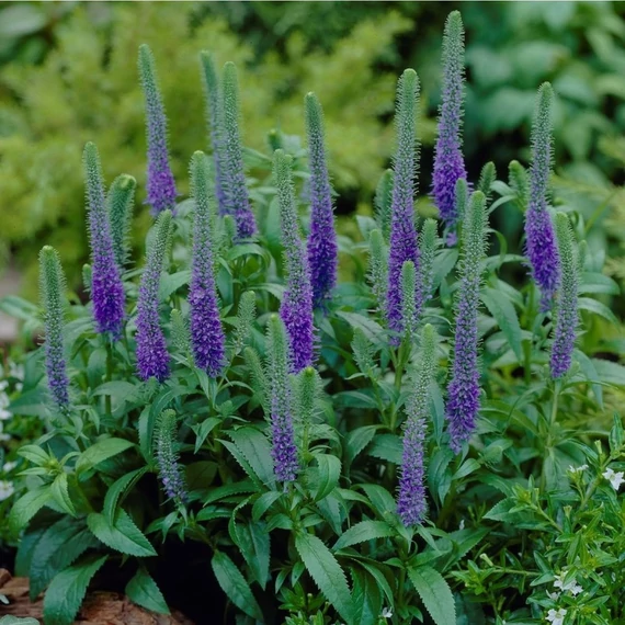 Veronica spicata 'Royal Candles' - macskafarkú veronika - CS11