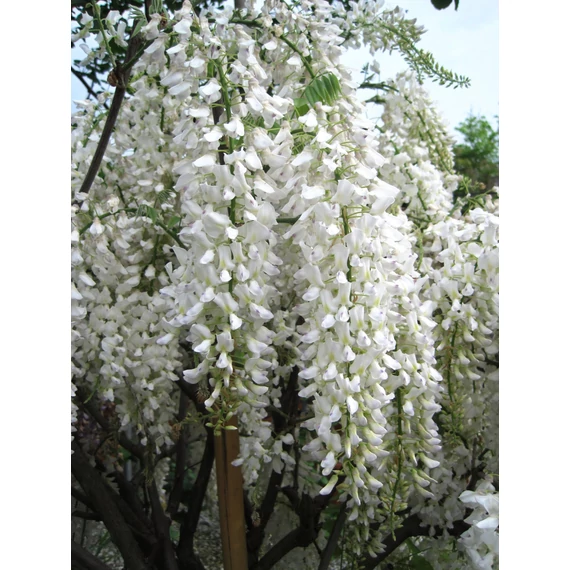 Wisteria floribunda 'Longissima Alba' - japán fehér akác - CS15