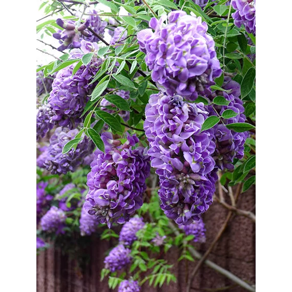 Wisteria frutescens 'Longwood Purple' - amerikai lilaakác - CS15