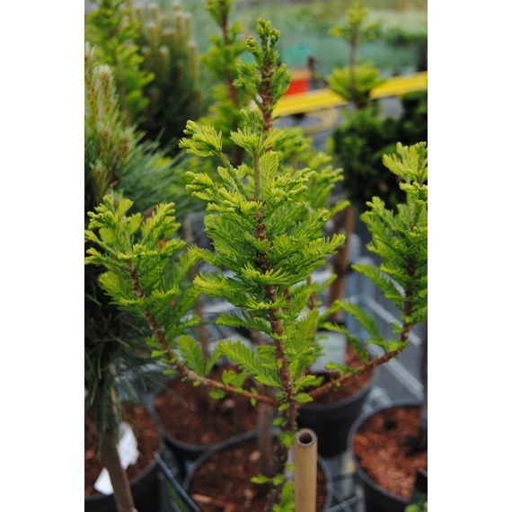 Taxodium distichum 'Pevé Minaret' - mocsárciprus oltvány - CS23