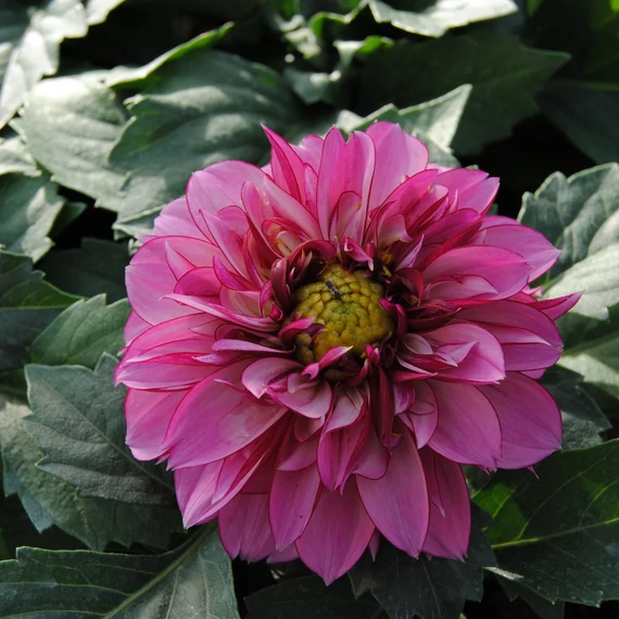 Dahlia x hybrida 'Purple Bicolor' - törpe dália - CS14