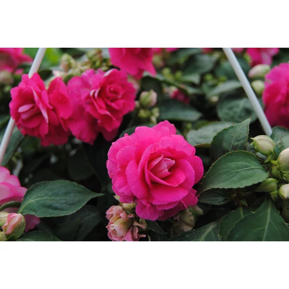 Impatiens walleriana 'Bonita Rose' - nebáncsvirág, vízifukszia - CS12