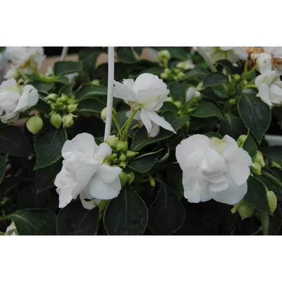 Impatiens walleriana 'Bonita White' - nebáncsvirág, vízifukszia - CS12