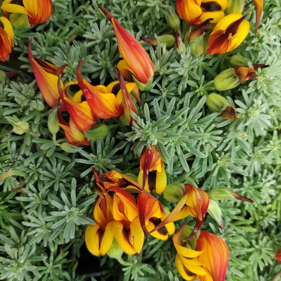 Lotus berthelotii - korallkelep - CS10,5