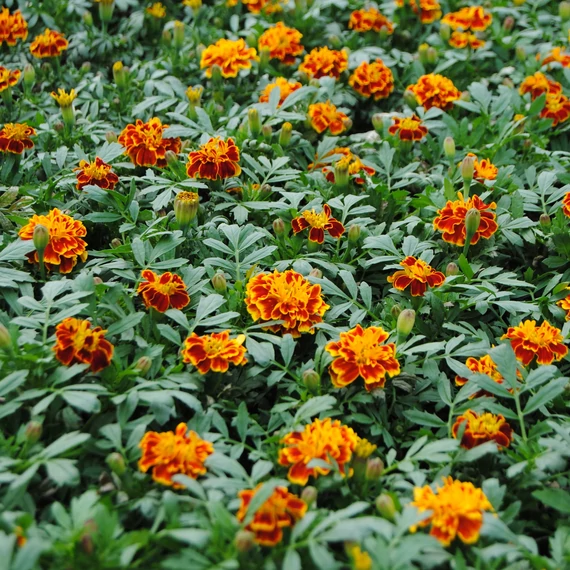 Tagetes patula 'Aton Bee' - kisvirágú bársonyvirág, büdöske - CS9