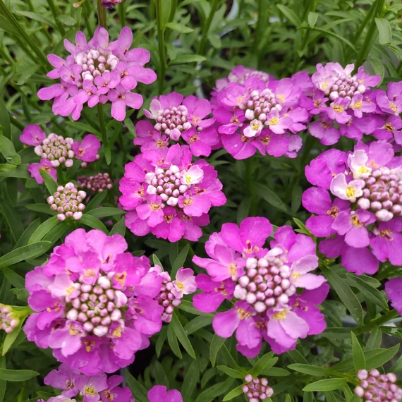 Iberis sempervirens Absolutely Amethyst – örökzöld tatárvirág - CS12
