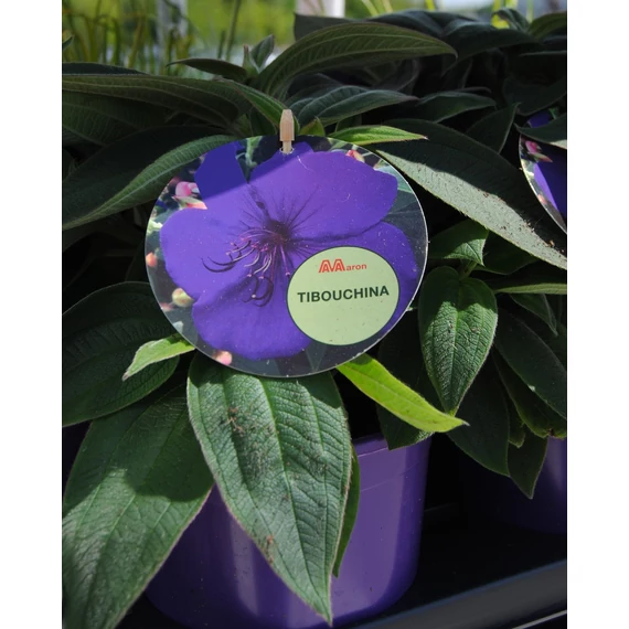 Tibouchina 'Rich Blue' - hercegnővirág, ibolyafa - CS15