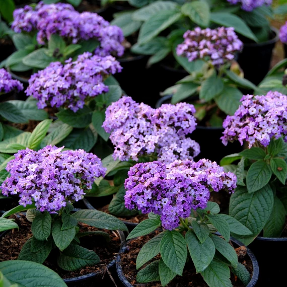 Heliotropium arborescens 'Marine' - vaníliavirág - CS12
