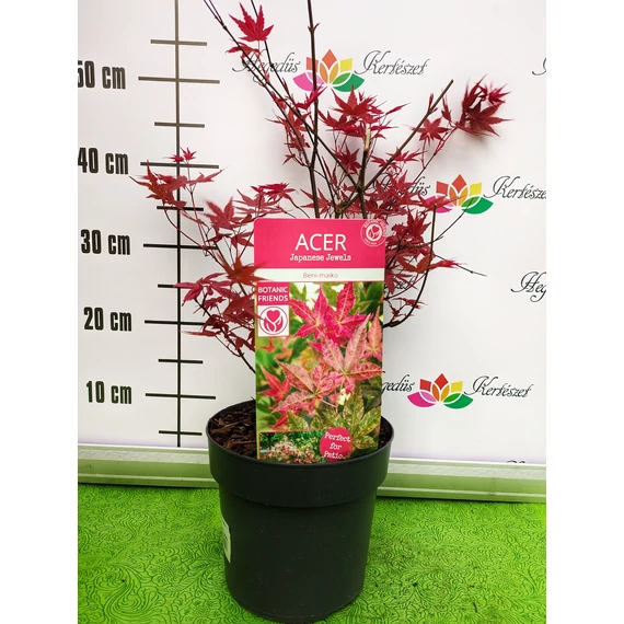 Acer palmatum 'Beni maiko' - japán juhar - CS19