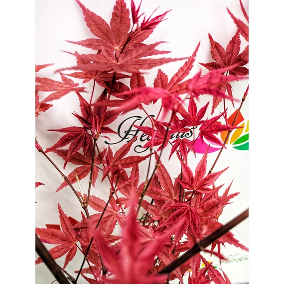 Acer palmatum 'Beni maiko' - japán juhar - CS19