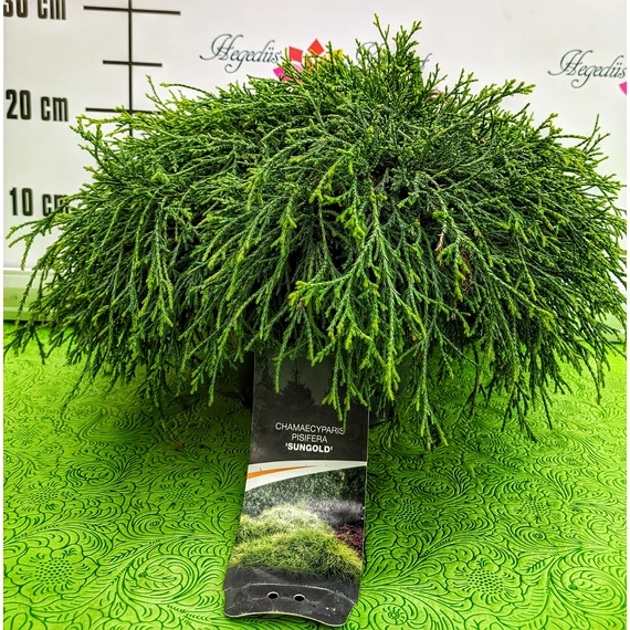 Chamaecyparis pisifera 'Sungold' - arany szavára hamisciprus - CS15