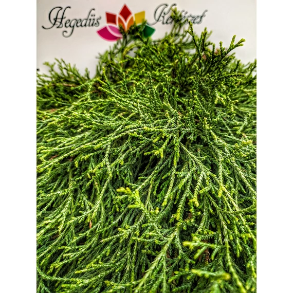 Chamaecyparis pisifera 'Sungold' - arany szavára hamisciprus - CS15