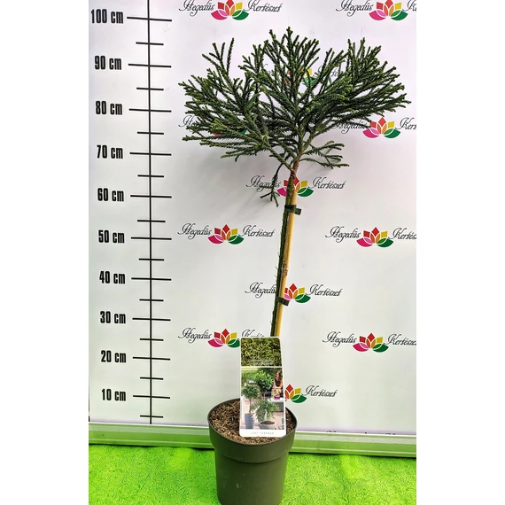 Cryptomeria japonica 'Little Champion' - japánciprus, oltvány - CS23