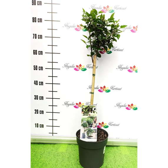 Morus rotundifolia BonbonBerry 'Matsunaga' - törpe eperfa - CS19